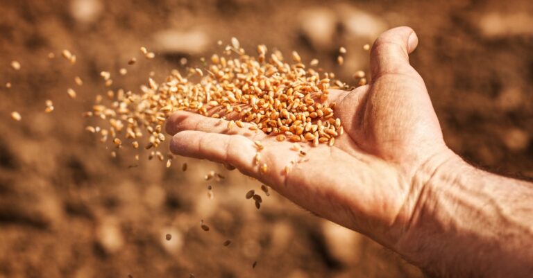 sower's hand with wheat seeds throwing to field