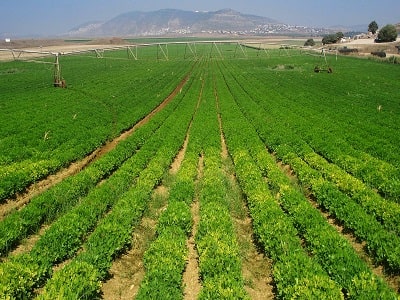 irrigation