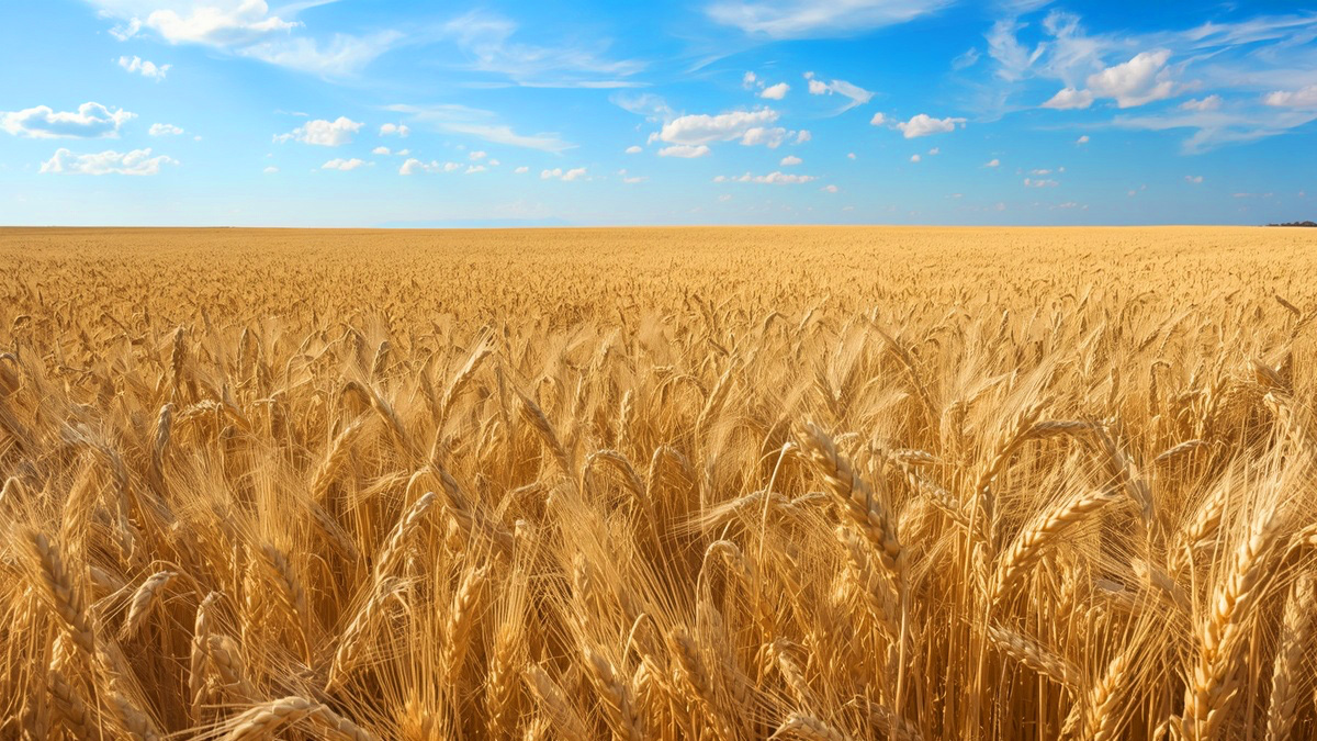 Wheat Field